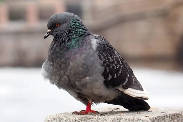 Taube eine graue Stadt. — Stockfoto