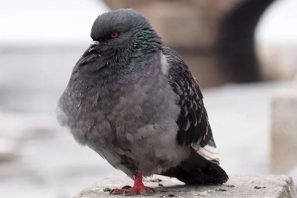 鳩の灰色の都市. — ストック写真