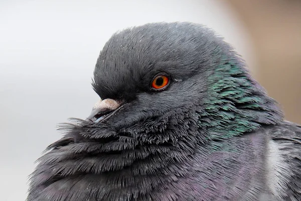 회색 도시 비둘기. — 스톡 사진