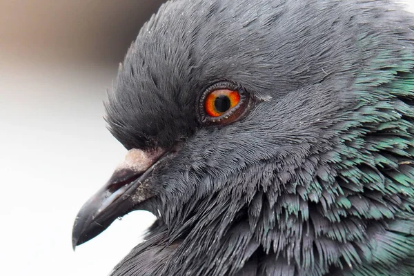 鳩の灰色の都市. — ストック写真