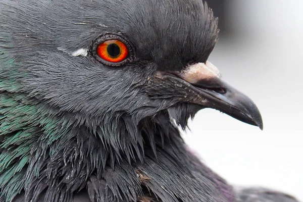 鳩の灰色の都市. — ストック写真