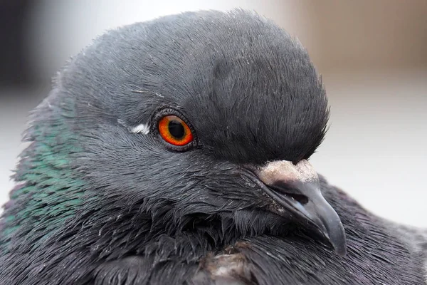 鳩の灰色の都市. — ストック写真