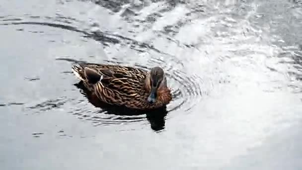 Duck Wild Winter Frozen Water Bird Life Cold Season — Stock Video