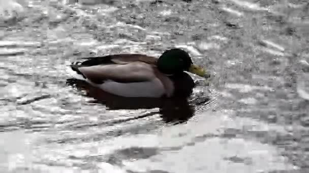 Canard Est Sauvage Hiver Sur Eau Gelée Vie Des Oiseaux — Video