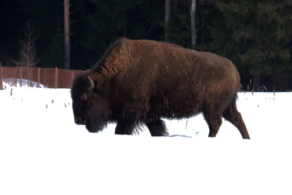 Bison dans la neige hivernale . — Photo
