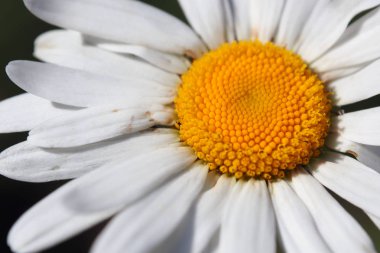 Chamomile Solar yakın.