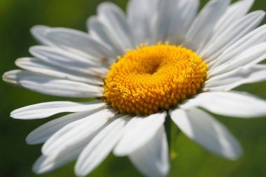 Chamomile Solar yakın.