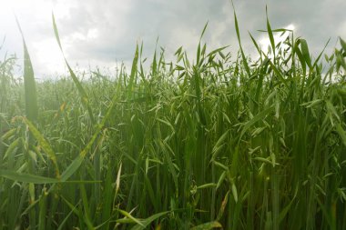 Büyüyen genç yeşil yulaf.