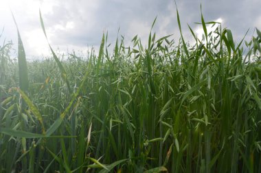 Büyüyen genç yeşil yulaf.