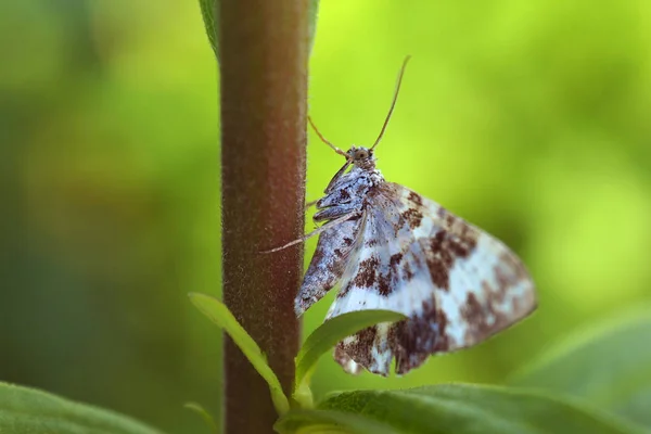 Motýl na květině je blízko. — Stock fotografie