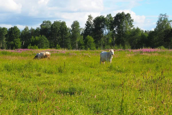 Stado krów i byków wypasających się w terenie. — Zdjęcie stockowe