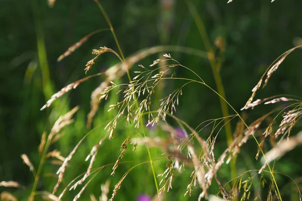 Pradera Orejas de hierba de plumas en los rayos . —  Fotos de Stock