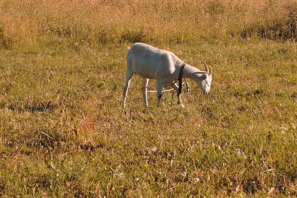 Pastoreio de cabra branca ao pôr-do-sol . — Fotografia de Stock