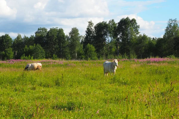 Μια αγέλη αγελάδων και ταύρων που βοσκούν στο χωράφι.. — Φωτογραφία Αρχείου