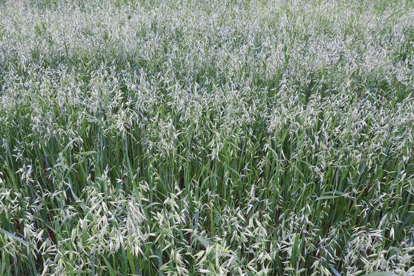 L'avena verde giovane che cresce . — Foto Stock