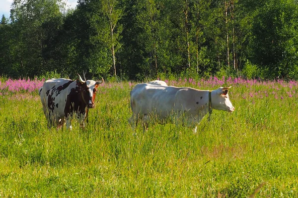 Uma manada de vacas e touros pastando no campo . — Fotografia de Stock