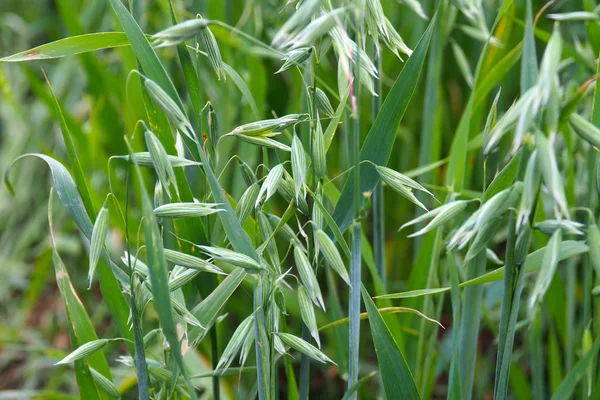 De jonge groene haver groeien. — Stockfoto