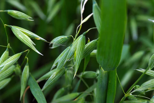 La jeune avoine verte en croissance . — Photo