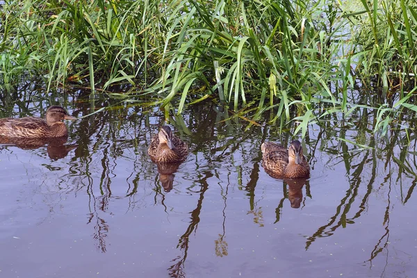 Vahşi ördekler gölette yüzer. — Stok fotoğraf