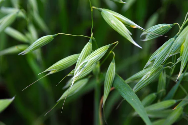 De jonge groene haver groeien. — Stockfoto