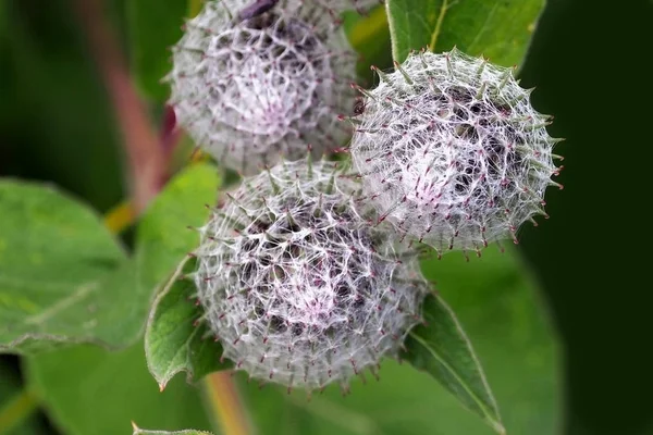 アザミの花の芽は若い. — ストック写真