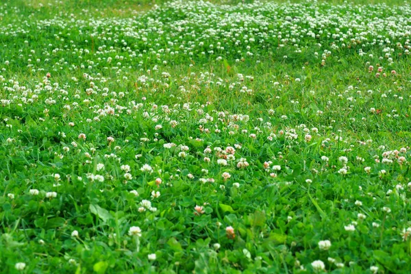 Gräs matta bakgrund med blommor. — Stockfoto