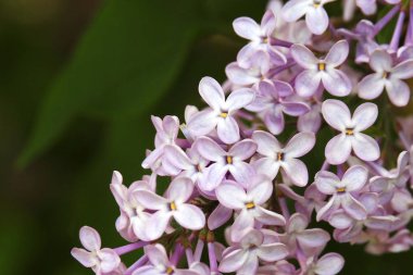 İlkbaharda çiçek açan leylaklar. Çiçek
