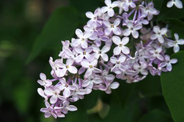 İlkbaharda çiçek açan leylaklar. Çiçek