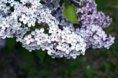 İlkbaharda çiçek açan leylaklar. Çiçek