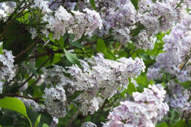 İlkbaharda çiçek açan leylaklar. Çiçek