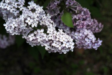 İlkbaharda çiçek açan leylaklar. Çiçek