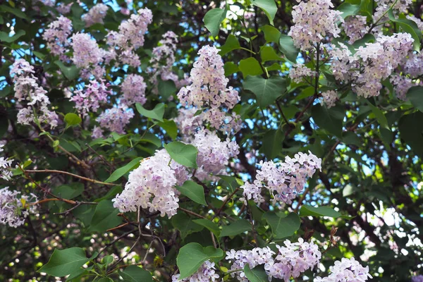 Syrenerna blommar på våren. Blomma — Stockfoto