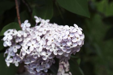 İlkbaharda çiçek açan leylaklar. Çiçek