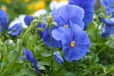 Petunya çiçek hassas.