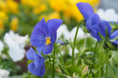 Petunya çiçek hassas.