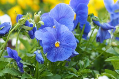 Petunya çiçek hassas.