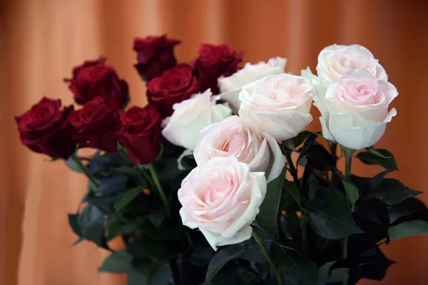 Red and white roses close. — Stock Photo, Image