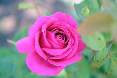 Yakın bahçesinde gül pembe.