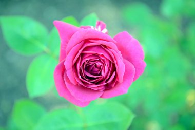 Yakın bahçesinde gül pembe.