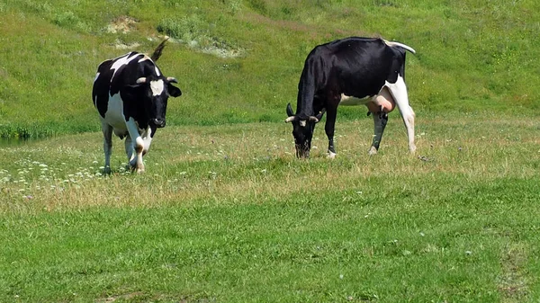 Vacas pastando no campo. — Fotografia de Stock