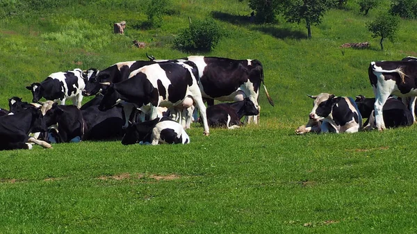 Vacas pastando no campo. — Fotografia de Stock