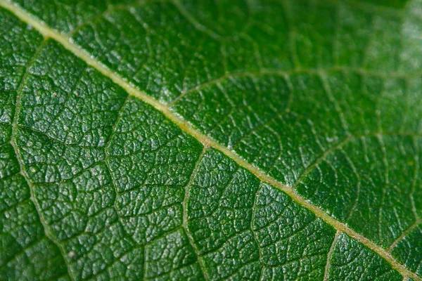 녹색 매크로 잎의 배경. — 스톡 사진
