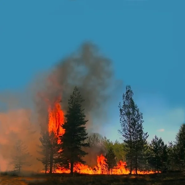 Un feu de forêt détruit la forêt sauvage . — Photo