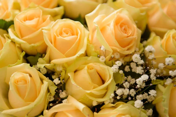 Yellow roses close. — Stock Photo, Image