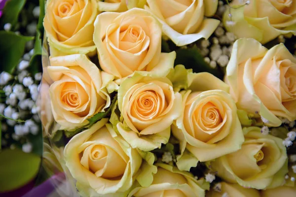 Yellow roses close. — Stock Photo, Image