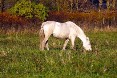 Sahada ücretsiz Mustangs. Bir yaz çayırında otlama vahşi gözetimsiz atlar bir sürü.