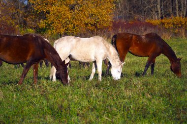 Sahada ücretsiz Mustangs. Bir yaz çayırında otlama vahşi gözetimsiz atlar bir sürü.