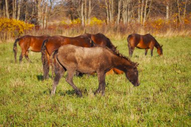 Sahada ücretsiz Mustangs. Bir yaz çayırında otlama vahşi gözetimsiz atlar bir sürü.