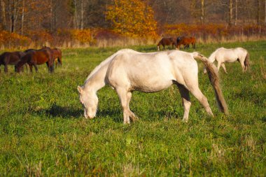 Sahada ücretsiz Mustangs. Bir yaz çayırında otlama vahşi gözetimsiz atlar bir sürü.