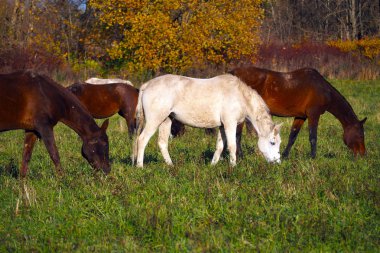 Sahada ücretsiz Mustangs. Bir yaz çayırında otlama vahşi gözetimsiz atlar bir sürü.
